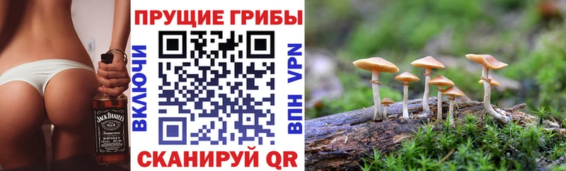 KRAKEN рабочий сайт Сольцы Псилоцибиновые грибы Psilocybe